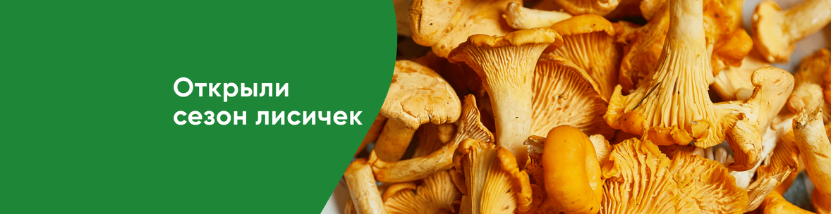 Сезон лисичек