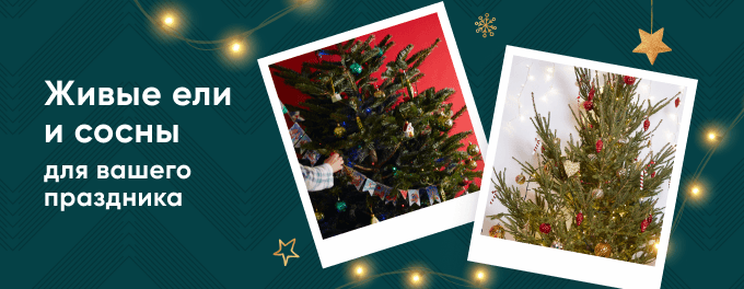 Живые ёлки и сосны