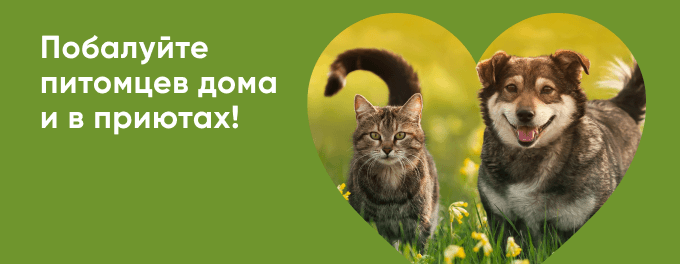 Побалуйте питомцев дома и в приютах!