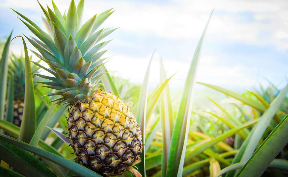 Знакомьтесь, ананас: чудо-фрукт из тропиков для вашего здоровья и красоты