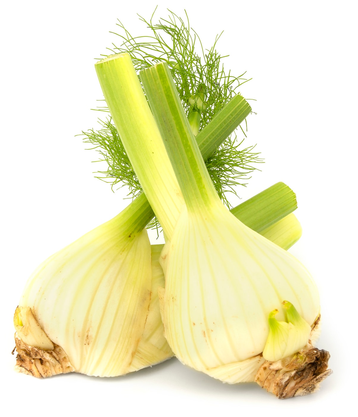 Изображение товара Фенхель 0.8-1.1 кг
