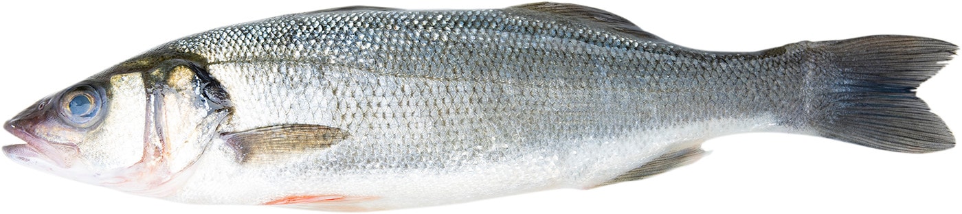 Изображение товара Сибас охлажденный 0.2-0.4кг