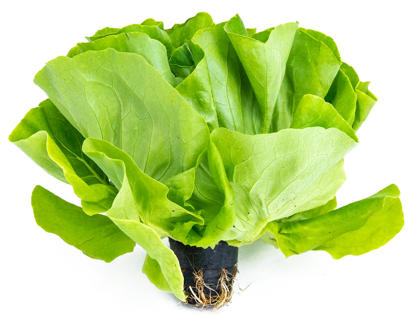 Изображение товара Салат маслянистый в горшке 1шт натуральный свежий полезный диетический