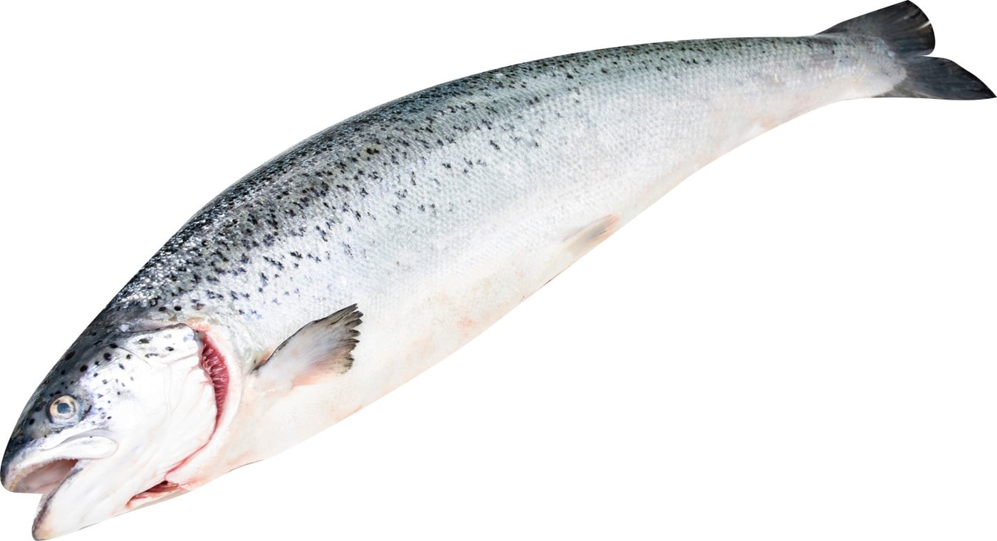 Изображение товара Охлажденный лосось (семга) из Мурманска, 3-4 кг, потрошеный неочищенный