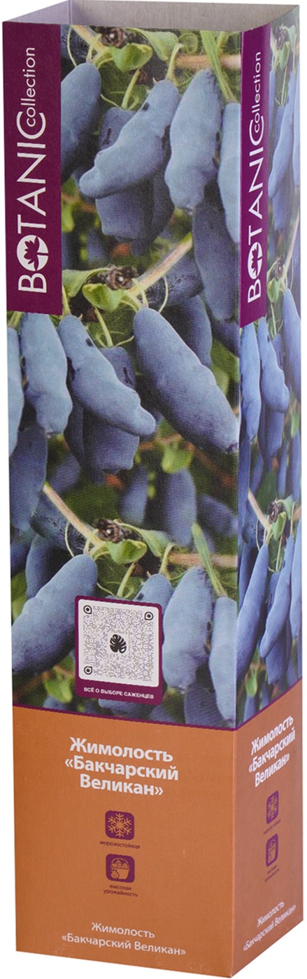 Изображение товара Жимолость Бакчарский Великан
