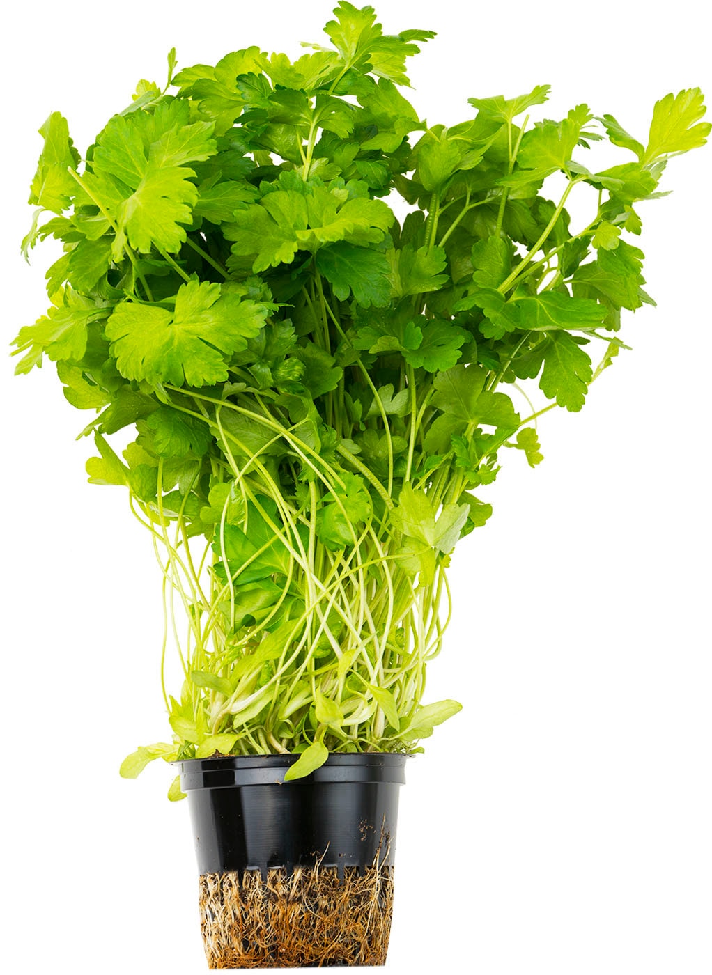 Изображение товара Петрушка в горшке свежая зелень для кулинарии