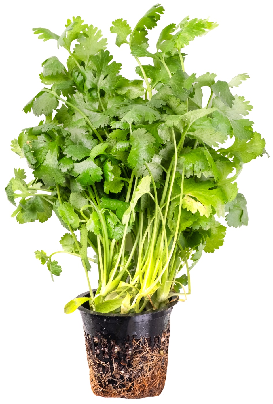 Изображение товара Кориандр в горшке 1шт свежая зелень для кухни и здоровья