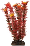 Растение декоративное Laguna Амбулия красная 20см