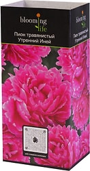 Саженцы Gulf Flowers Пион травянистый утренний иней