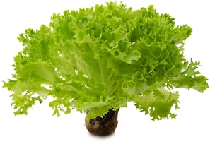 Изображение товара Салат Кудрявый в горшке 1шт