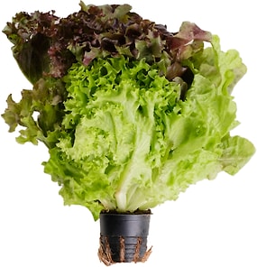 Изображение товара Салат Трио Микс в горшке 1шт