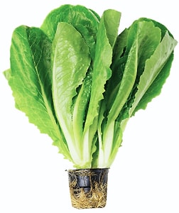 Изображение товара Салат Ромэн Эксклюзив в горшке 1шт