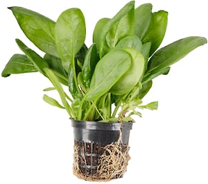 Изображение товара Шпинат в горшочке