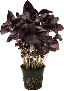 Изображение товара Базилик фиолетовый 1шт