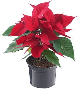 Изображение товара Пуансеттия в горшке