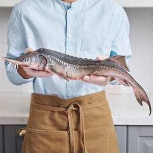 Изображение товара Осетр неразделанный охлажденный 1.5-2кг