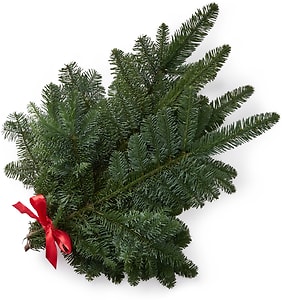 Изображение товара Букет из пихты Нобилис 1шт