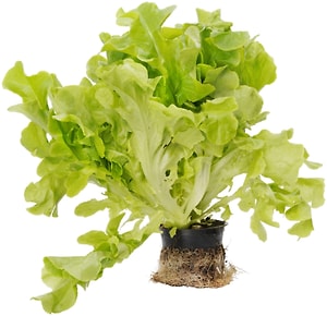 Изображение товара Салат Дуболистный в горшочке 1шт