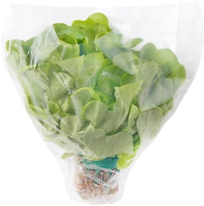 Изображение товара Салат Дуболистный зеленый в горшке 1шт