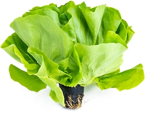 Изображение товара Салат маслянистый в горшке 1шт