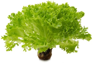 Изображение товара Салат Саланова Кудрявый в горшочке 1шт