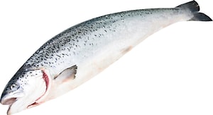 Изображение товара Лосось (Семга) охлажденный Мурманск потрошеный неочищенный 3-4кг