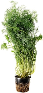 Изображение товара Укроп в горшке 1шт