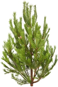 Изображение товара Сосна Россия 150-200см