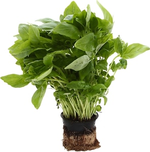 Изображение товара Базилик в горшочке в ассортименте 1шт