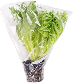 Изображение товара Салат Фриллис 1шт