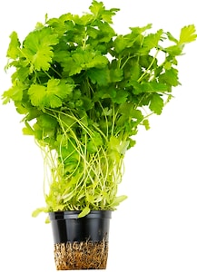 Изображение товара Петрушка в горшке 1шт