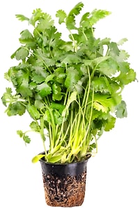 Изображение товара Кориандр в горшке 1шт