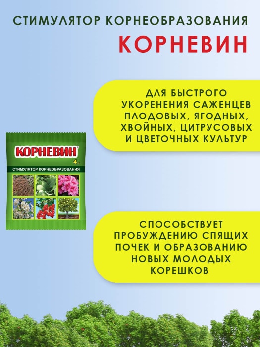 Стимулятор роста отзывы. Стимулятор корнеобразования для хвойных. Корневин для хвойных. Корневин стимулятор роста. Корневин ультра биостимулятор нового поколения