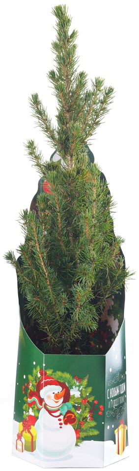 Ель Глаука Коника в коробке диаметр 13см высота 45-50см 799₽