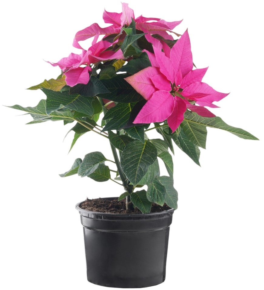 Пуансеттия Розовая - Vprokru Перекрёсток 399₽