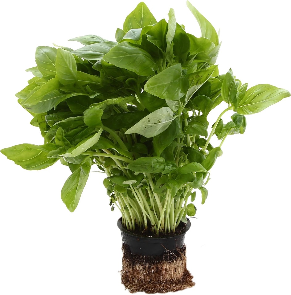 Базилик зеленый 1шт - Vprok.ru Перекрёсток