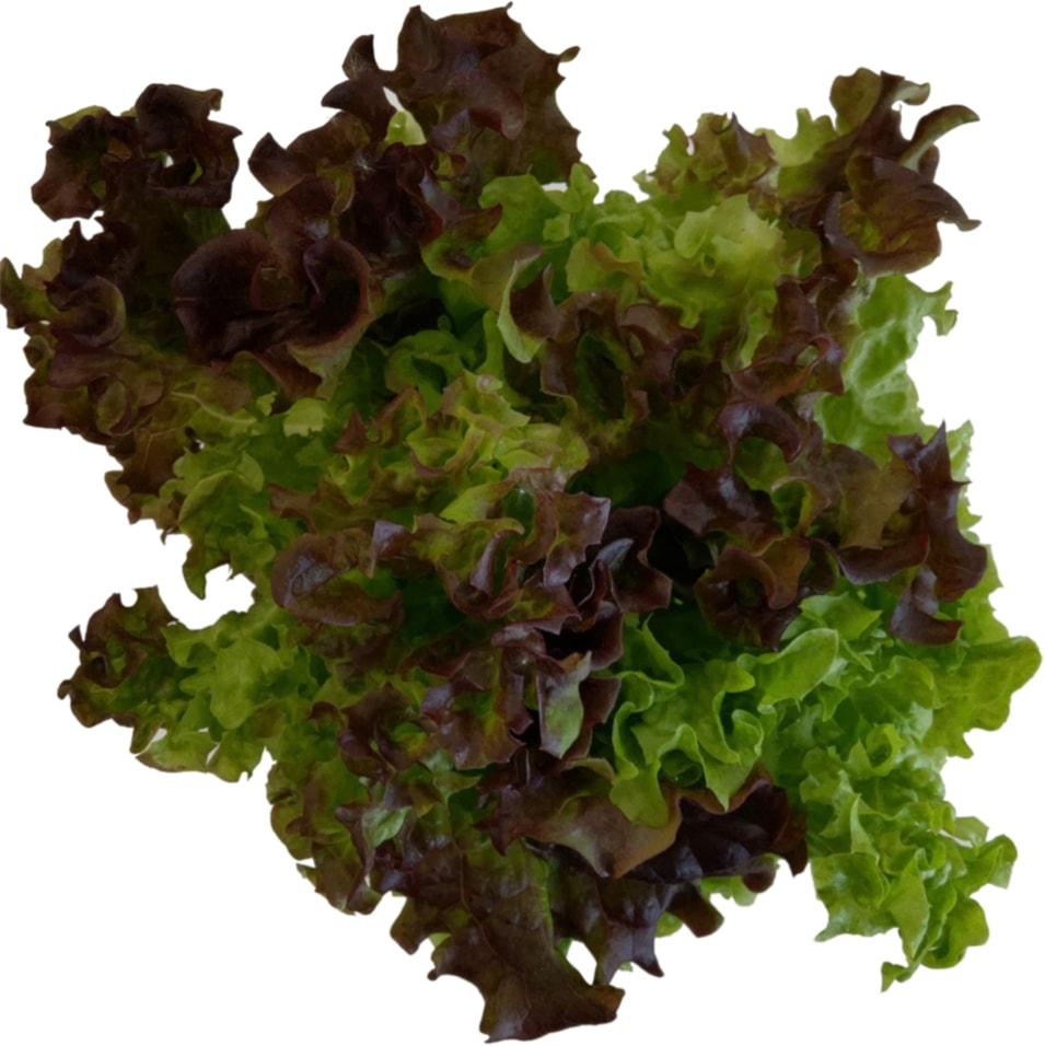 Салат Дуэт в горшочке 1шт - Vprok.ru Перекрёсток