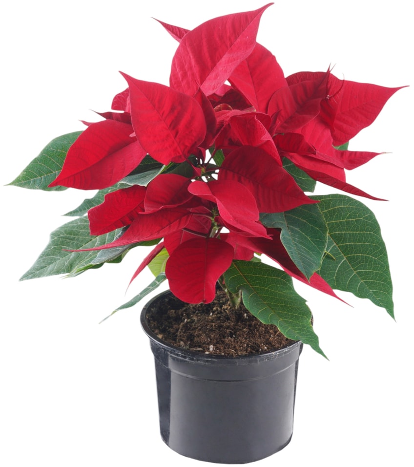 Пуансеттия в горшке - Vprok.ru Перекрёсток