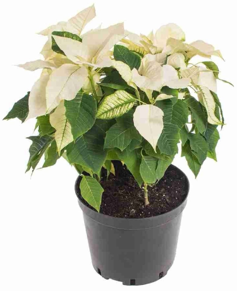 Пуансеттия Белая - Vprokru Перекрёсток 399₽