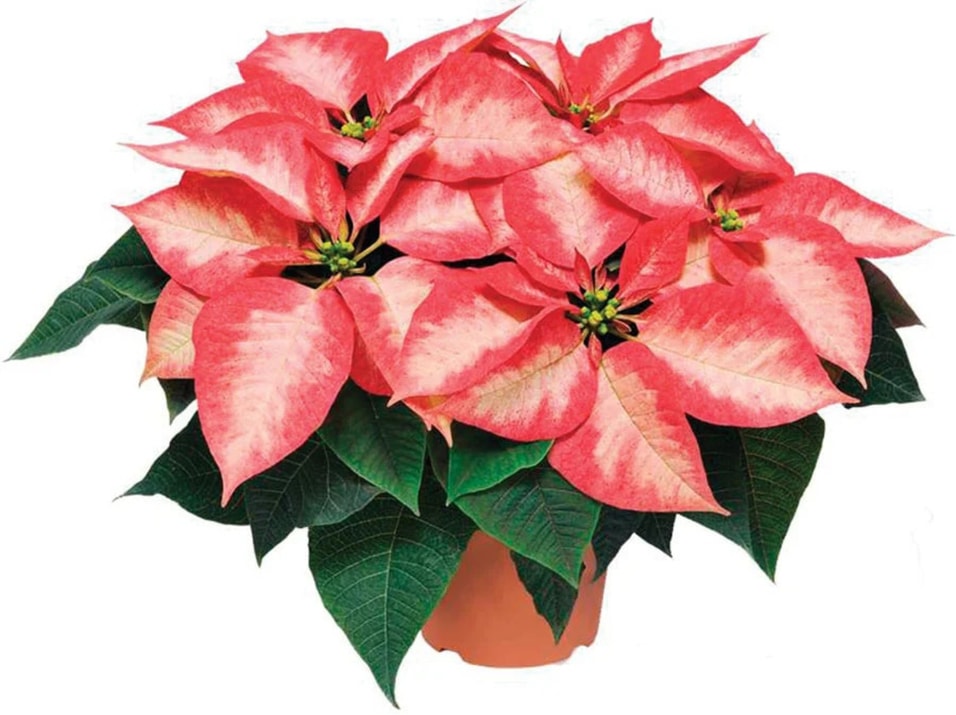 Пуансеттия Розовая - Vprokru Перекрёсток 399₽
