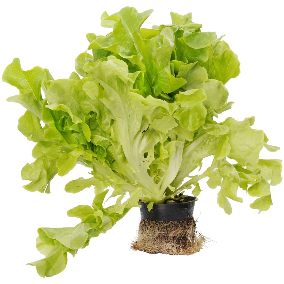 Салат Дуболистный в горшочке 1шт - Vprok.ru Перекрёсток