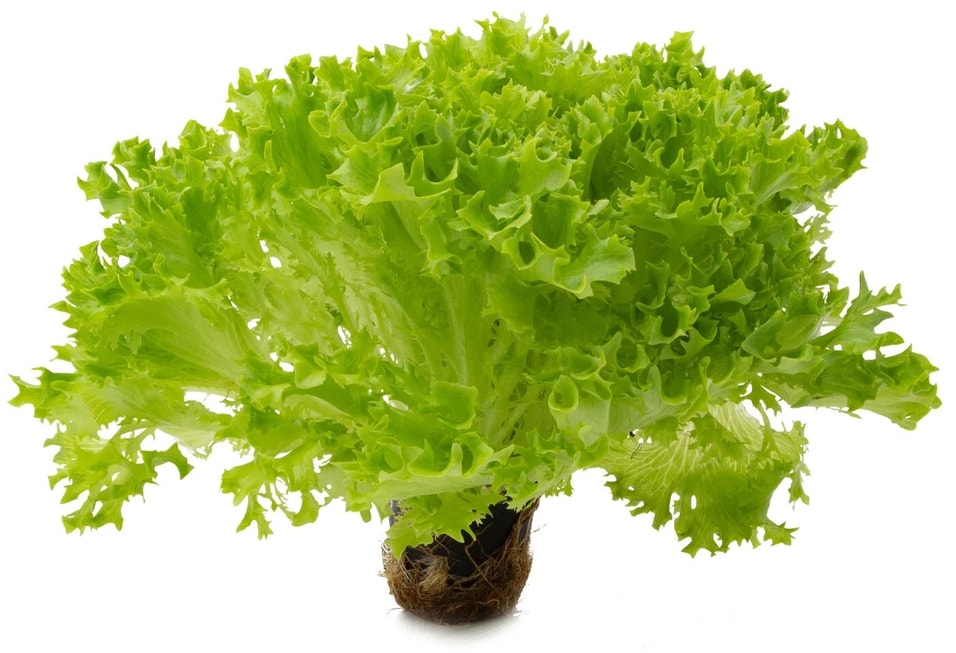 Салат Саланова Кудрявый в горшочке 1шт. Закажите онлайн!