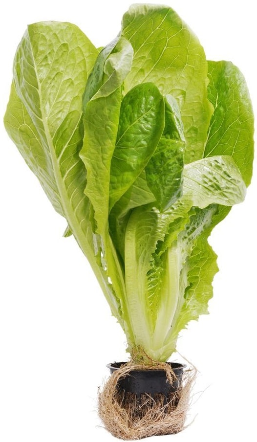 Салат Ромэн в горшочке 1шт - Vprok.ru Перекрёсток