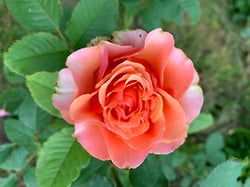 фото 3